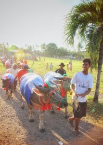 Buffalo farmer and his cattle at the kebo balamung parade in empang sumbawa 