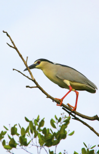 Black-Crowned Night-Heron