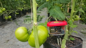 Habibi’s device is plugged into the soil to gather information on plant condition.