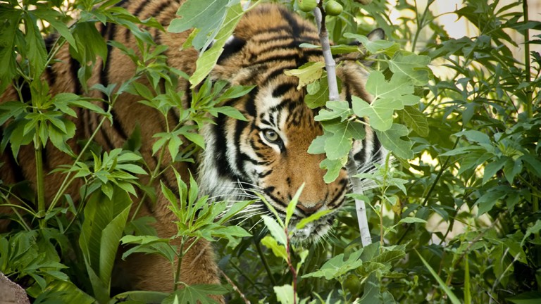 sumatran-tiger