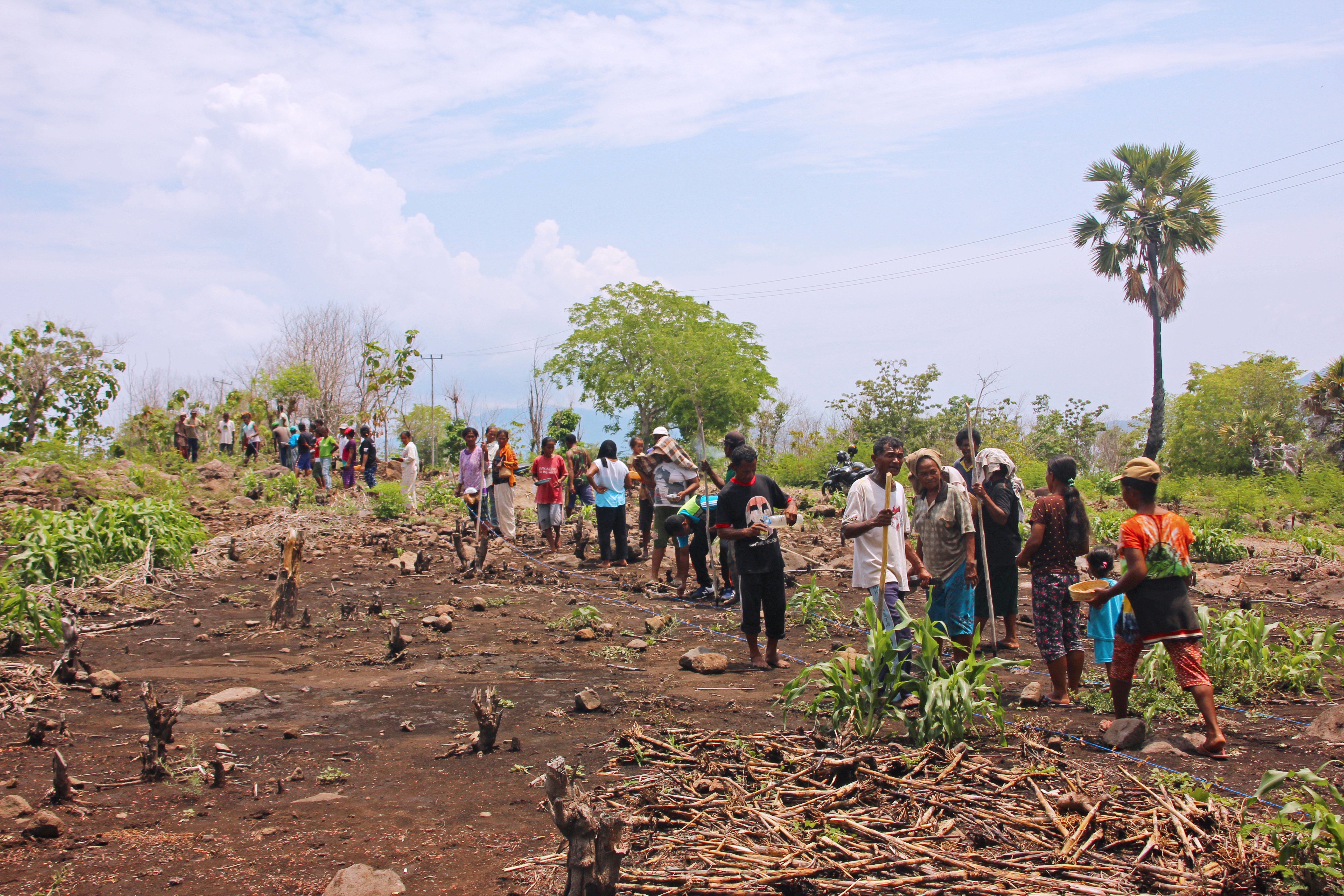 Likotuden Farmers Planting Sorghum | Photo by Grace Susetyo