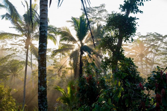 jungle | Photo by David Metcalf