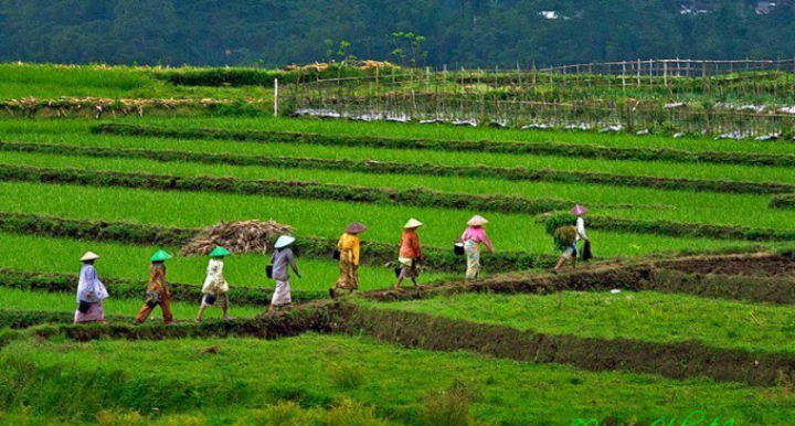 farmers walking through rice field