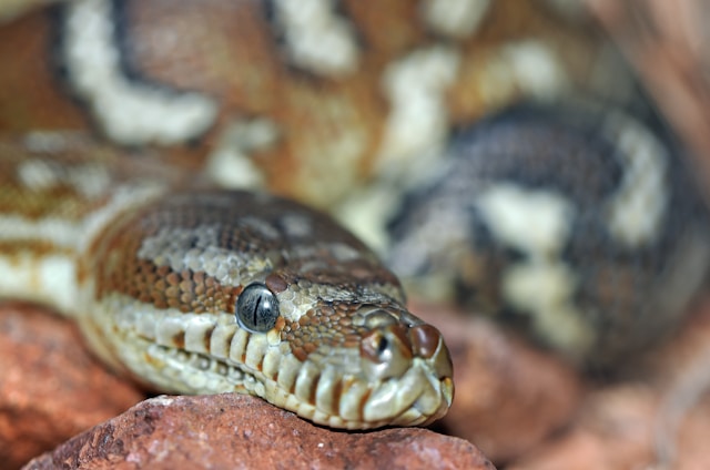snake python