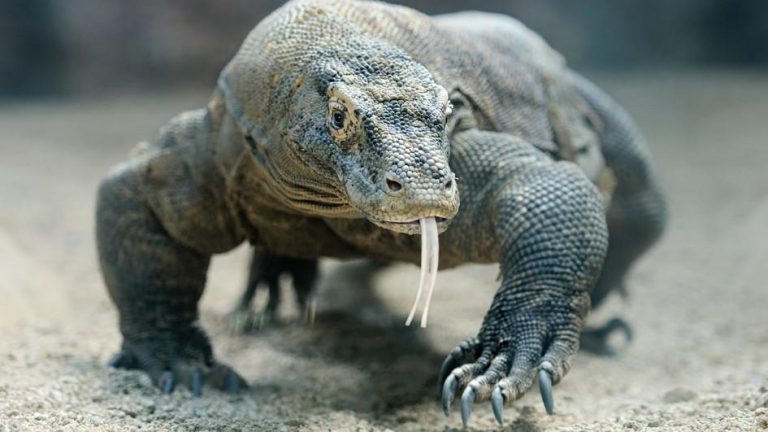 Tourists Disturbing Komodo Dragon will be Blacklisted – Indonesia Expat