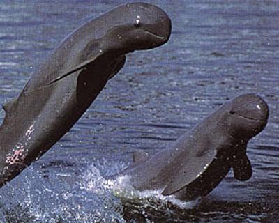 Mahakam Dolphin