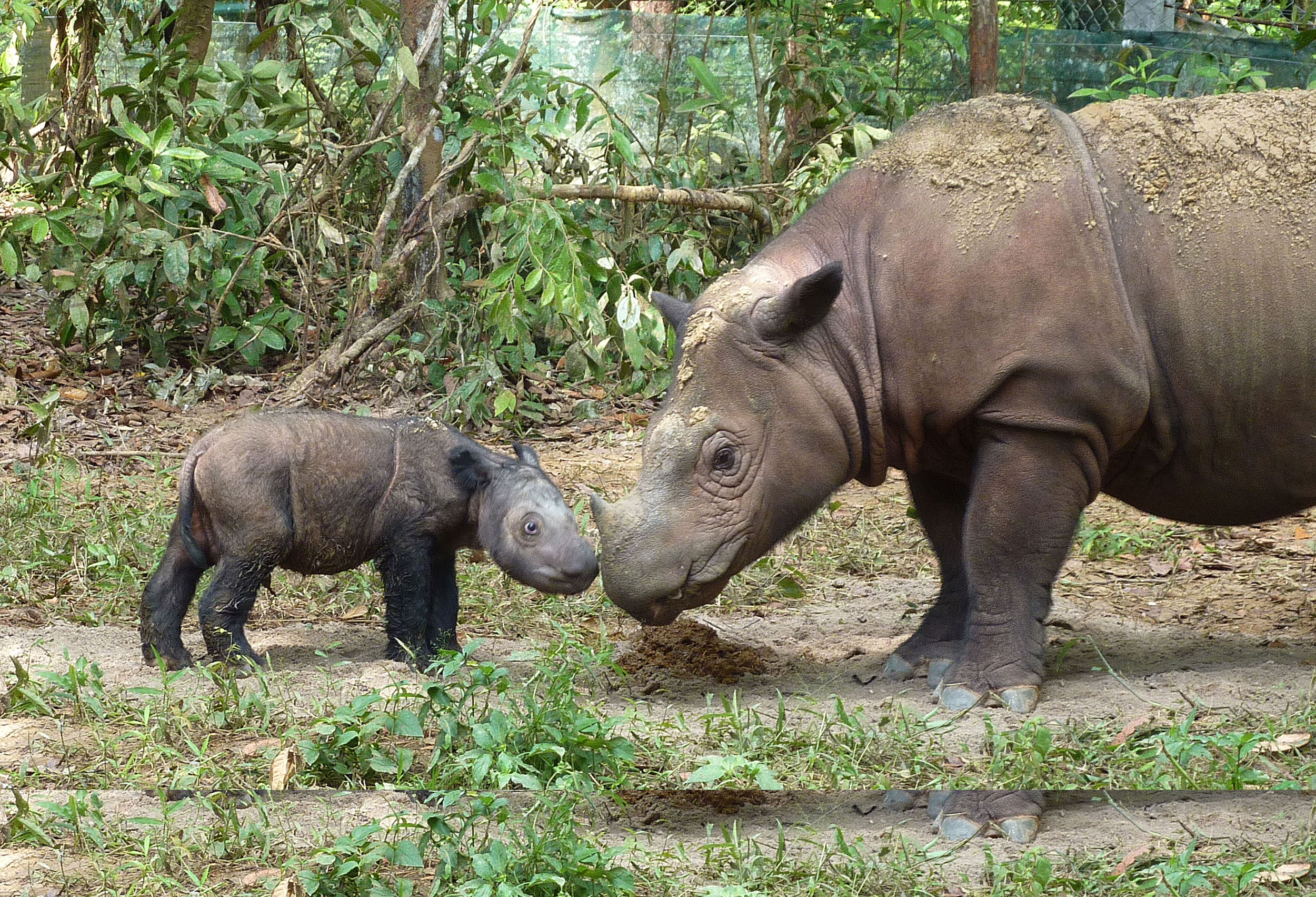 Top 10 Endangered Animals and Species in Indonesia