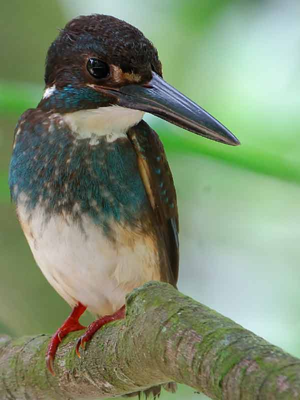  Javan Blue-banded Kingfisher