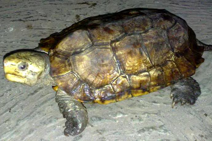 Sulawesi Forest Turtle