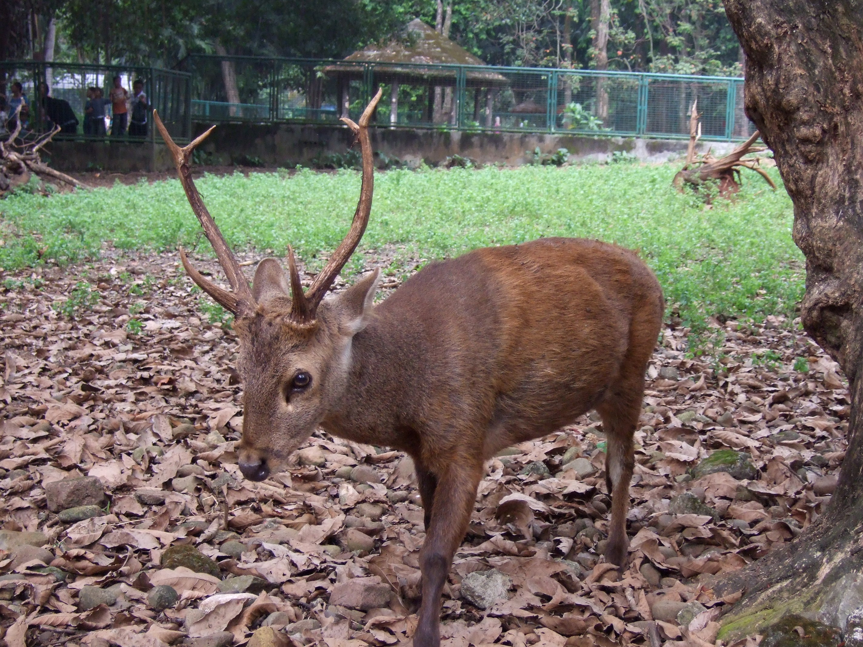 Top Ten Indonesian Endangered Species Indonesia Expat