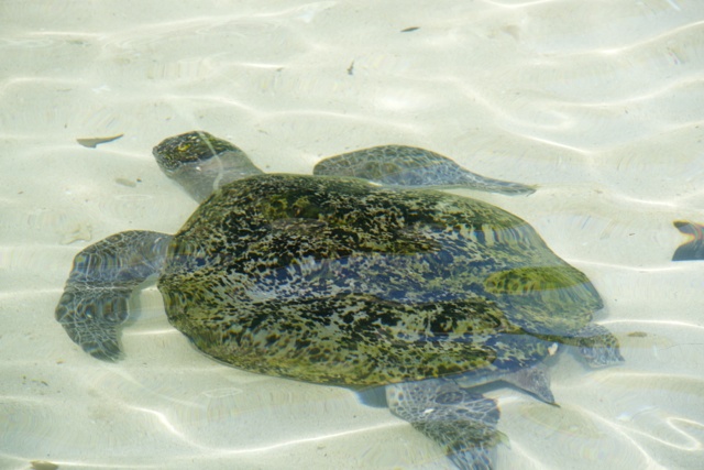 Derawan Islands