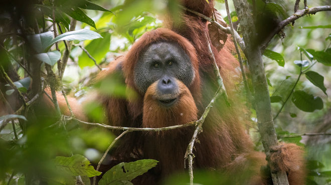 Tanjung Puting National Park