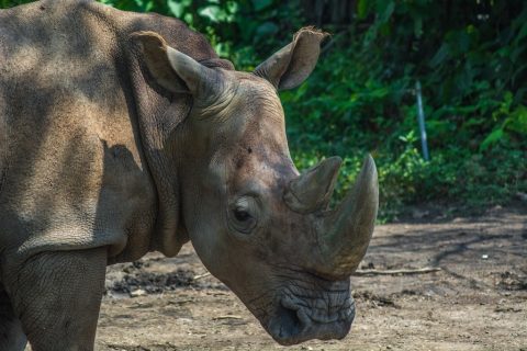 Population of Sumatran Rhinos in East Kalimantan Drops to a Dozen Due