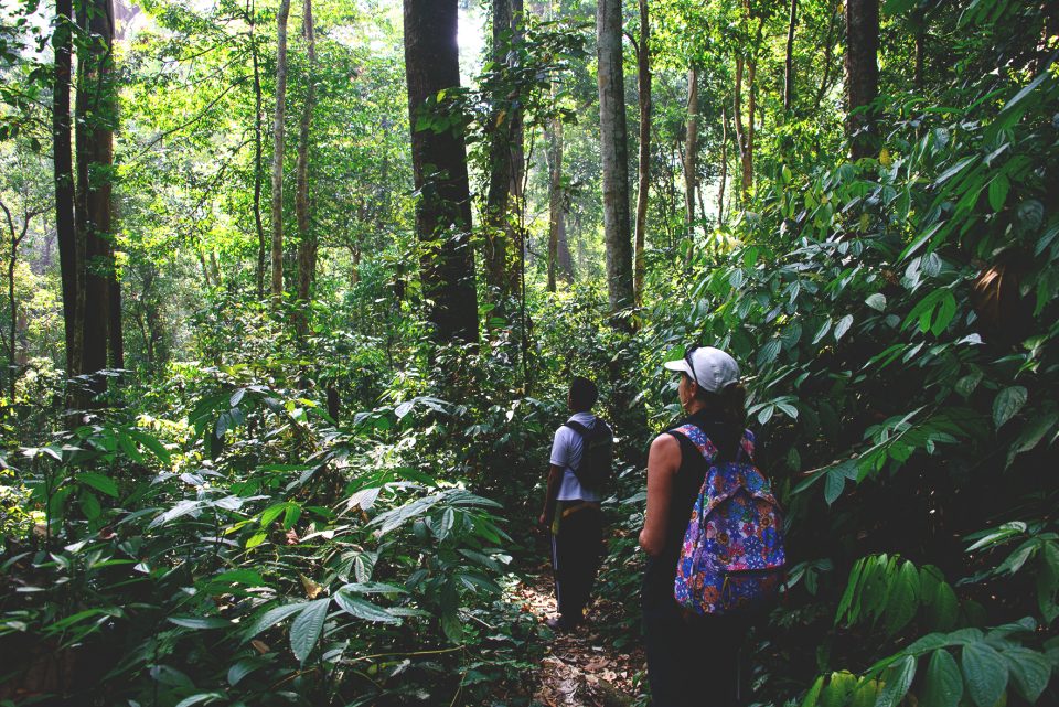 The rainforest in Ketambe