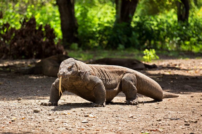 Indonesia’s Komodo Island will not be closed for public – Indonesia Expat