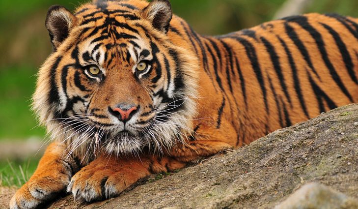 sumatran tiger positive covid-19