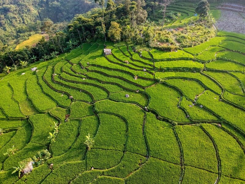 Rice Terrace at Ciasihan, inside the Mt. Salak-Halimun National Park
