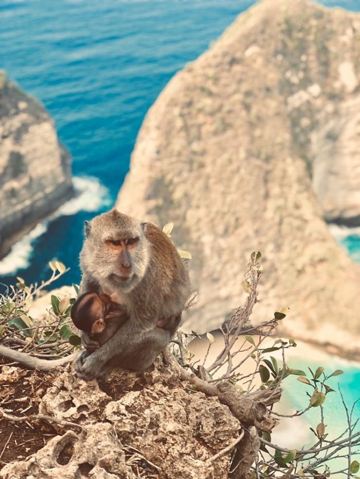 bali wildlife tours