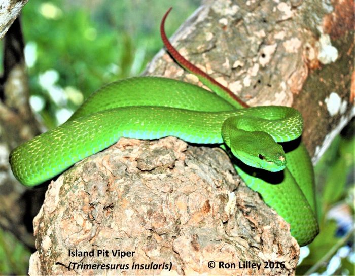  Island Pit Viper