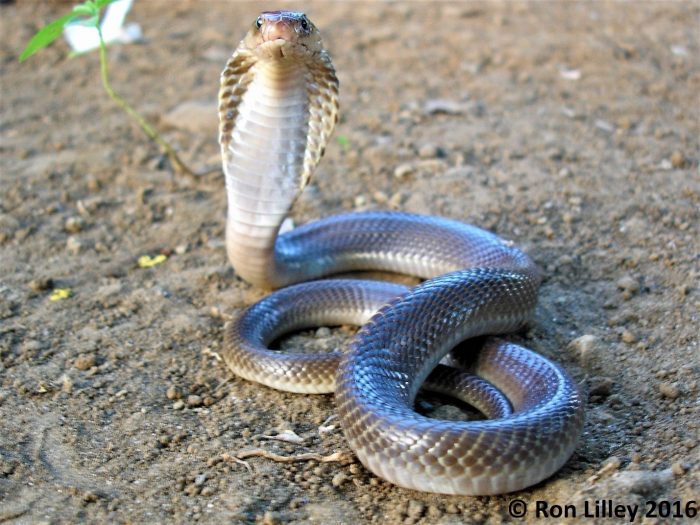 Spitting Cobra