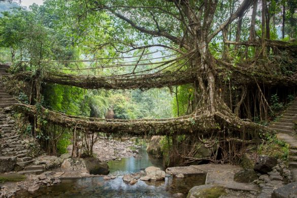 Living Root Bridges, India