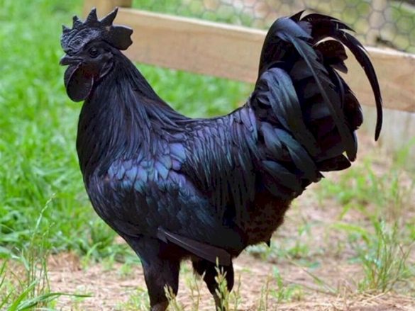 Ayam Cemani – the Mystical Black Chicken from Java – Indonesia Expat