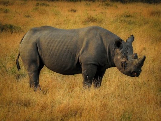 Javan Rhino and Javan Eagle Population Increases – Indonesia Expat