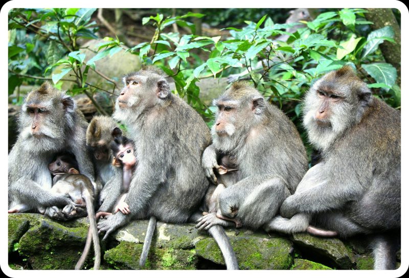 monkey forest Ubud 