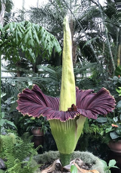 corpse flower