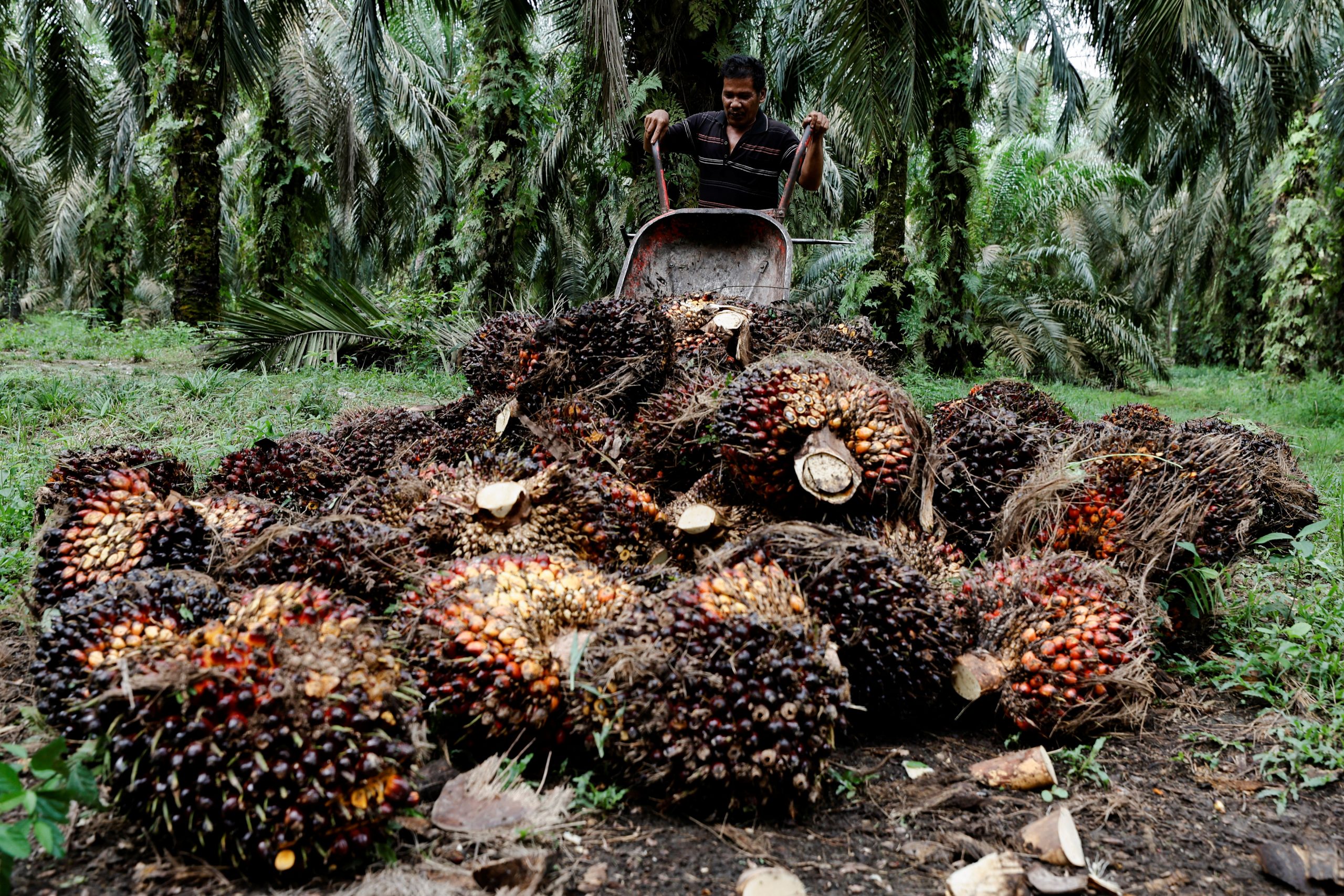 Palm Oil Export Ban Set to Widen – Indonesia Expat