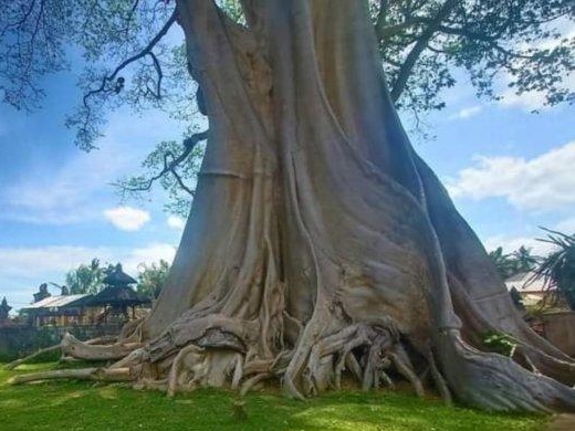 Babakan Temple Tree