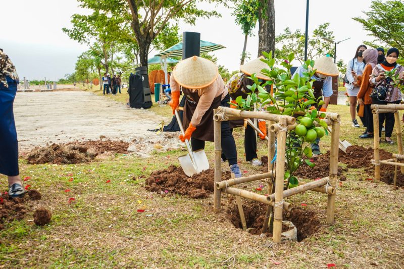 Orange Groves