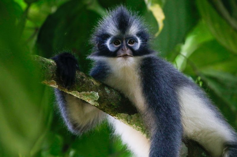 Thomas's Langur Monkey