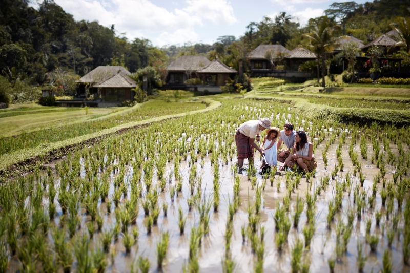 ricefields Mandapa Ritz-Carlton 