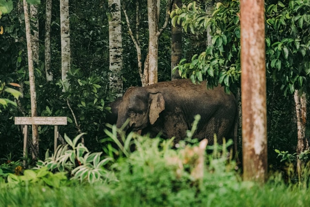 Sumatran Elephant