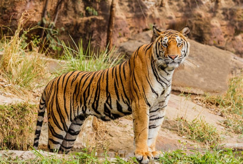 Sumatran Tiger 