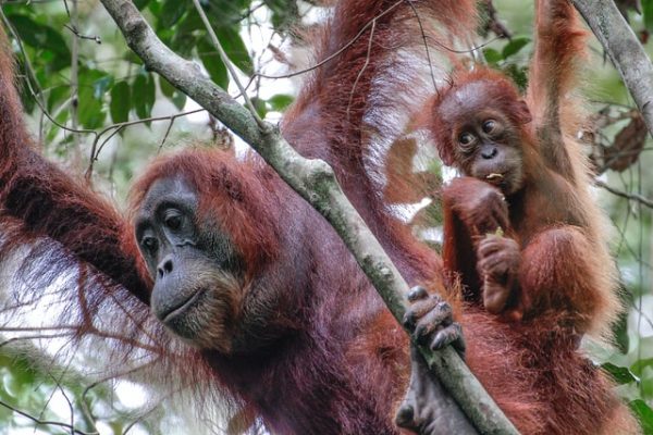 Five of the Most Interesting Animals Native to the Sumatra