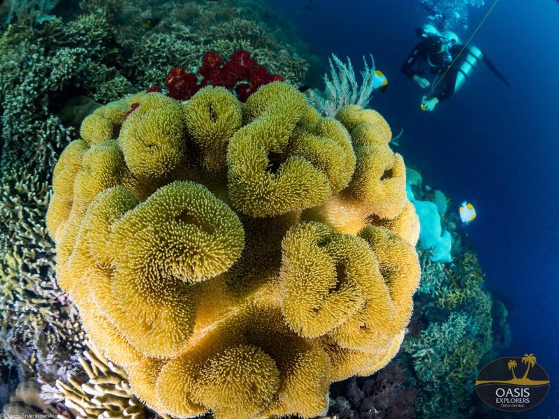 Bunaken diving 