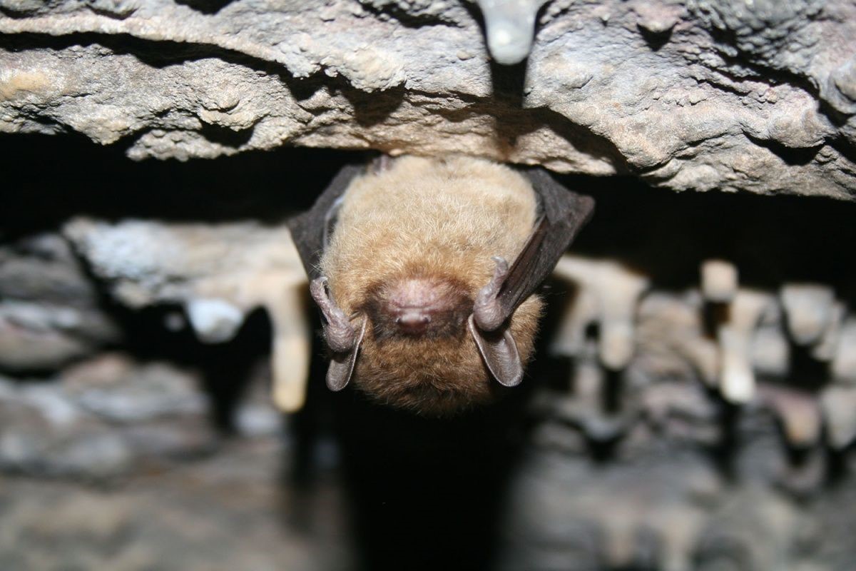 Bat Cave Belitung 