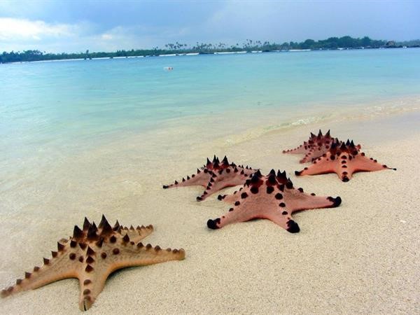 starfishes