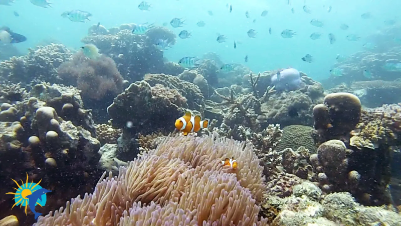 snorkelling Belitung