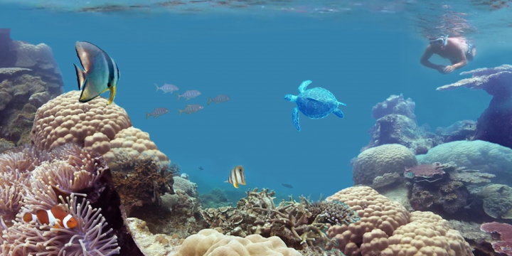 snorkelling Belitung