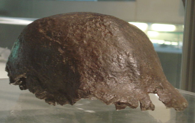 skull of Java Man