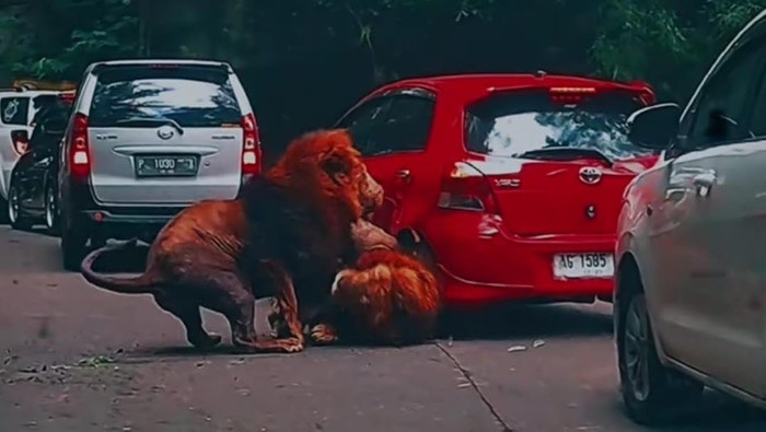 Lion fight Taman Safari Bogor