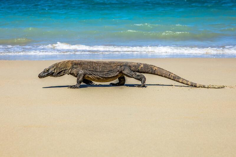 Tourist Destination - Komodo National Park