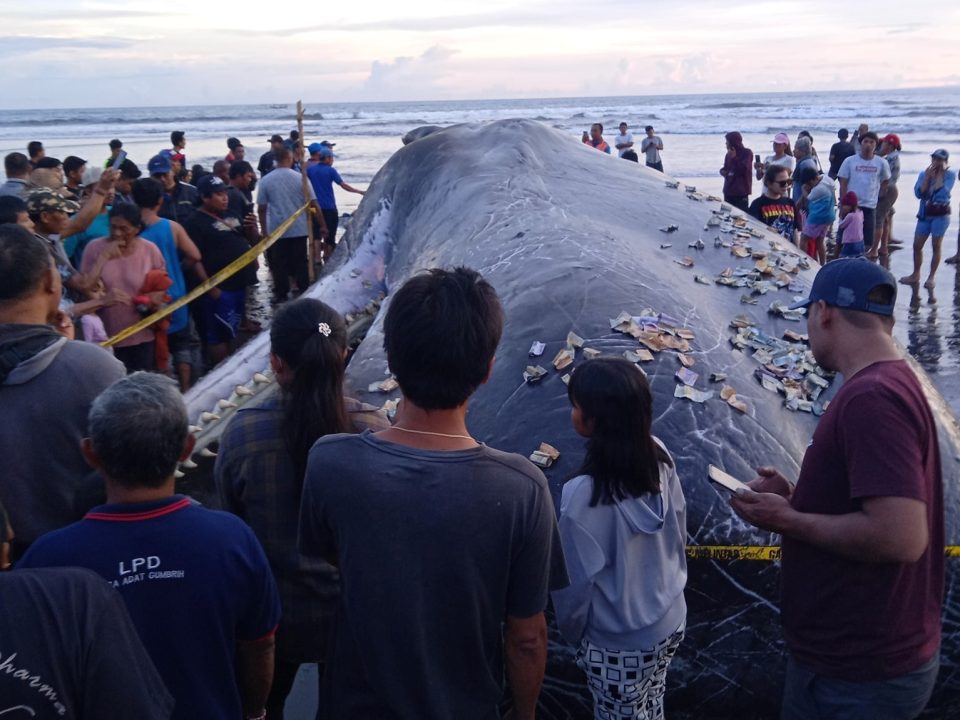 Whale Bali