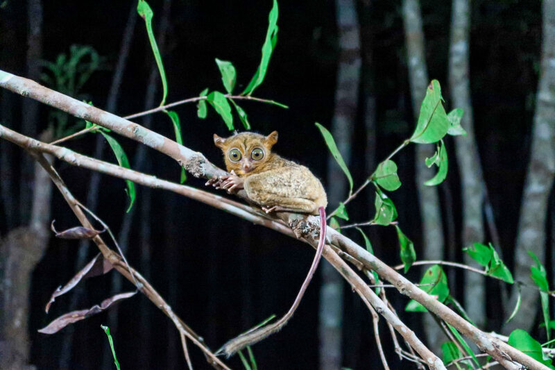 Tarsier sighting at Peramun Hill