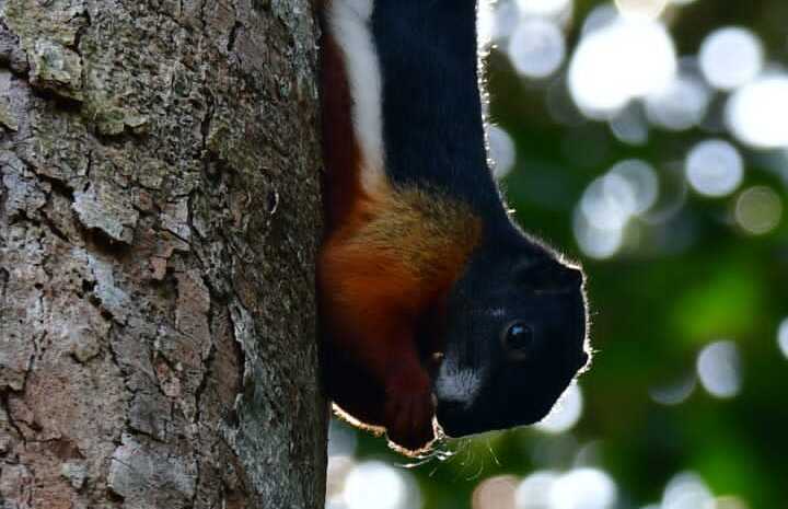 Rainforest in Belitung