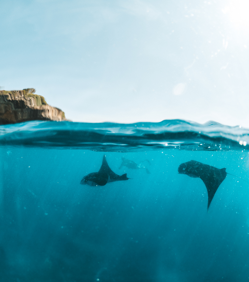 Manta Sighting Nusa Lembongan 