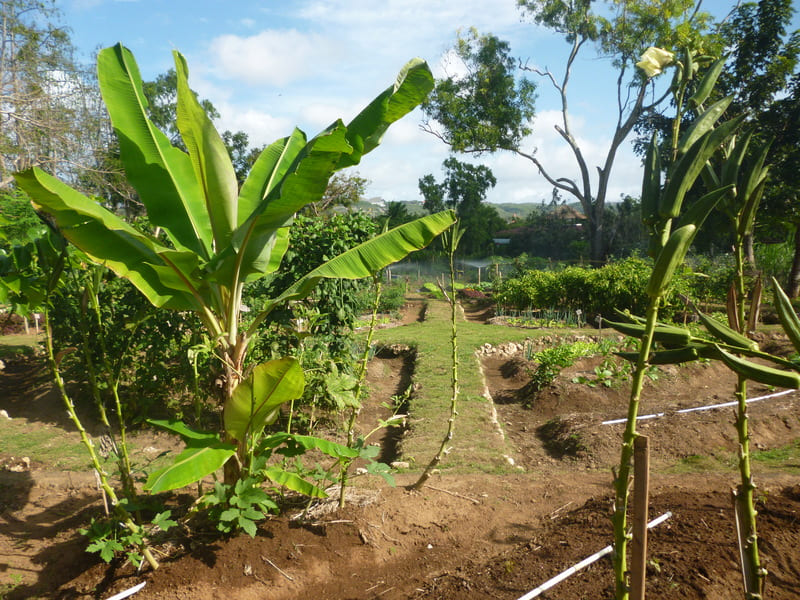 Traditional Farm in Bali